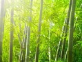 树是草本植物吗？（一场关于植物分类的辩论）
