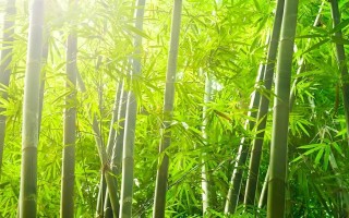 树是草本植物吗？（一场关于植物分类的辩论）