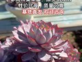 养育多肉植物的秘诀（打造健康多肉的关键方法）