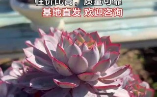 养育多肉植物的秘诀（打造健康多肉的关键方法）