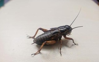 蟋蟀繁殖的技巧与方法（自家养蟋蟀，打造独特的宠物王国）