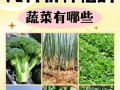 蔬菜种植季节详解（掌握蔬菜种植季节，丰收不断）