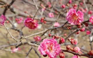 梅花盛开时间及生长环境（探秘梅花的花期和地理分布）