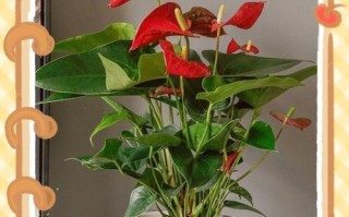 红掌叶子倒了，植物病害的源头在哪里？（揭秘红掌叶子倒下的原因及解决方法）