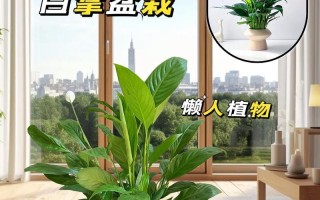 一帆风顺的养殖方式和注意事项（让你的养殖生意事半功倍）