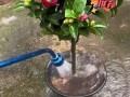花卉晚上浇水是否有利？（科学解析花卉晚上浇水的影响与注意事项）