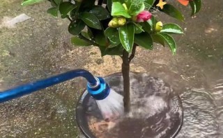 花卉晚上浇水是否有利？（科学解析花卉晚上浇水的影响与注意事项）