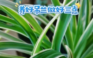 冬季养护吊兰叶子发黄的秘诀（教你轻松解决吊兰叶子发黄的问题，做个专业植物养护师）
