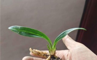 建兰的养殖与养护方法（打造美丽花园的必备花卉养殖技巧）
