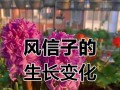 如何加速风信子开花（有效方法和关键因素解析）