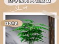 如何防止养的盆栽变得蔫（有效的护理技巧让盆栽长势旺盛）