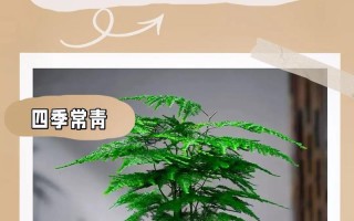 如何防止养的盆栽变得蔫（有效的护理技巧让盆栽长势旺盛）