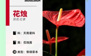 花烛叶子发黄？教你如何解决！（（15个小技巧，让你的花烛重新焕发生机）