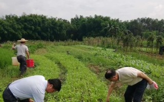 端午节的丰收时节（适合种植的农作物与传统食品）