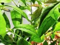 非洲茉莉叶子掉落的原因及解决方法（探究非洲茉莉为什么掉叶子，有效的养护技巧）