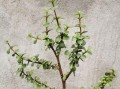 金枝玉叶如何养护才能开花（从土壤、气候到剪枝，了解金枝玉叶花期的关键）