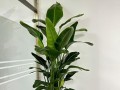 天堂鸟绿植黄叶原因及处理方法（保养天堂鸟绿植，从黄叶问题说起）