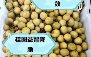 桂圆盆栽