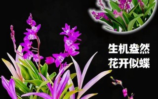 石斛兰开花期间的浇水技巧（为您揭秘石斛兰开花所需的水分）