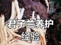 以君子兰怎么分盆施肥（科学的君子兰分盆施肥方法及注意事项）