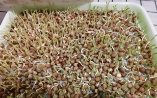 黄豆水培好还是土培好？（探究黄豆种植方法的优缺点）