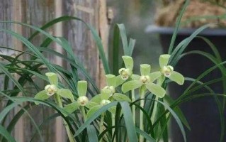 什么时候种植兰草最好？兰草种植时间选择的技巧