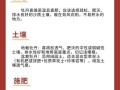 如何成功种植牡丹？（掌握牡丹栽种的方法和注意事项，打造美丽园林）