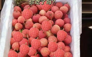 海南荔枝上市时间及成熟季节分析（品尝鲜美海南荔枝，你需要知道的时间和地点）