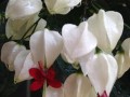龙吐珠开花的奇妙之谜（揭秘龙吐珠开花的原因与方法）