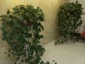 绿萝遭虫害的处理方法（保护你的绿萝免受害虫侵害）