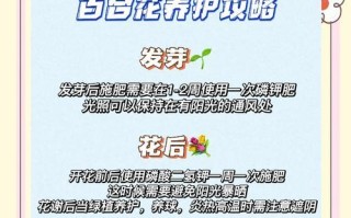单枝百合的水养技巧（打造健康美丽的百合花园）