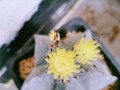 以鸾凤玉花谢了如何处理？（挽救枯萎花朵的秘诀与方法）