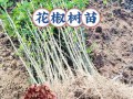 花椒种植全攻略（时间、方法、关键技巧一网打尽）