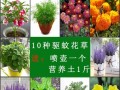 驱蚊草的养殖方法及技巧（打造室内驱蚊利器，让蚊虫远离你的家）