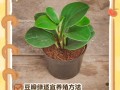 探究以豆瓣绿药用的潜力（解析豆瓣绿的药理作用及应用前景）