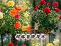 如何养护蔷薇花园（打造美丽花海，蔷薇花的养护秘笈）