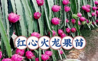 从火龙果到火龙果种子（如何种植火龙果种子以及注意事项）