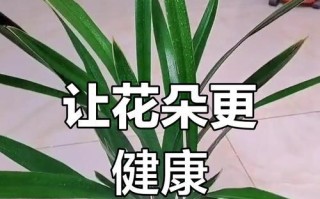 保持花叶绿意盎然的秘诀（探索如何有效保持花叶绿意盎然的方法）