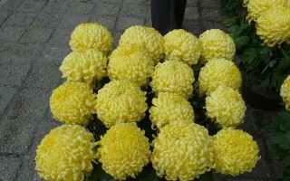 万寿菊花种植方法详解（从种子到绽放的全程指南，让你种出美丽的万寿菊花）