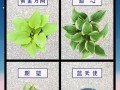 玉簪花叶子软了的原因及处理方法（揭秘玉簪花叶子变软的背后原因，以及如何有效解决）