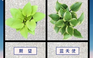 玉簪花叶子软了的原因及处理方法（揭秘玉簪花叶子变软的背后原因，以及如何有效解决）