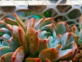 以叶插苗怎么养（简易方法让你轻松培养健康的植物）