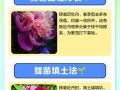 四季牡丹生根的技巧与方法（培育健康四季牡丹的秘诀与经验）