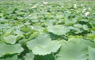 如何种植藕——让你轻松掌握藕的种植技巧（从时间、土壤、种子到水质，全面了解藕的种植要点）