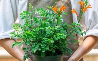 浅谈凌霄花在花盆中的种植技巧（盆栽凌霄花，让花园不再只存在于想象中）