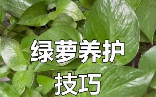 绿萝剪枝技巧与要点（打造健康繁茂的绿萝，从正确剪枝开始）