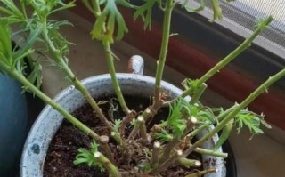 玛格丽特花的冬季养护