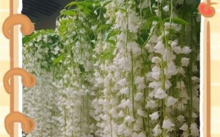 茉莉花老桩修剪的技巧与要点（打造健康茂盛的茉莉花丛林，掌握修剪技巧关键在于...）
