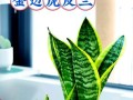 以虎耳兰的繁殖为主题的文章（探索虎耳兰的繁殖方法，打造绿意盎然的家园）