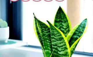 以虎耳兰的繁殖为主题的文章（探索虎耳兰的繁殖方法，打造绿意盎然的家园）